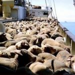 Deck Cargo1